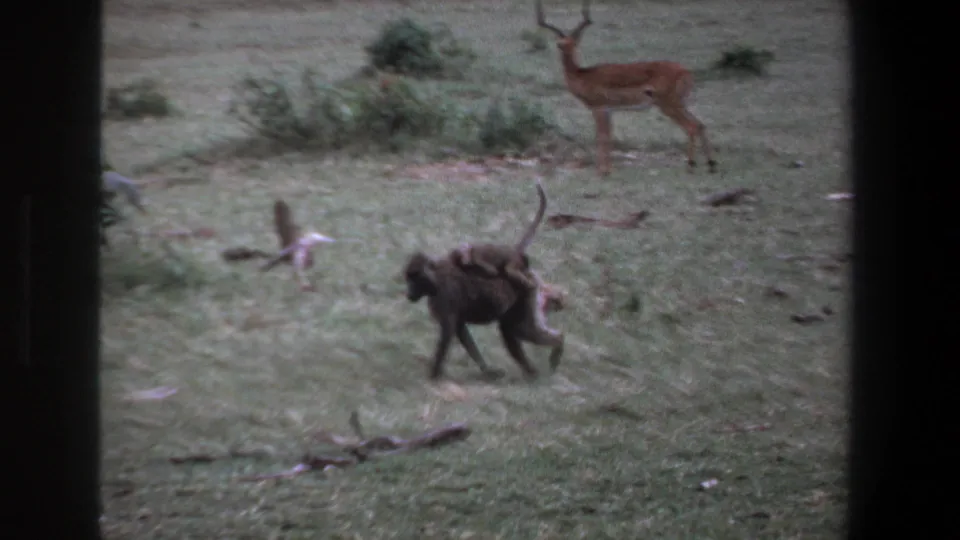 1969 Pretoria wildlife frame with a baboon carrying an infant, an impala behind it, scattered brush, and dark window-like borders.