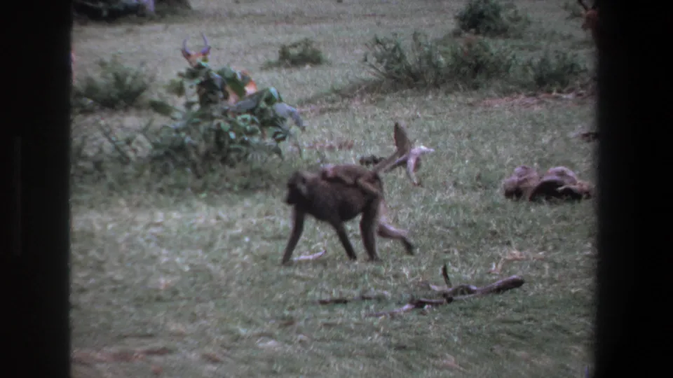 1969 Pretoria 8mm frame showing a baboon with infant in the foreground and partially obscured impala near bushes behind it.