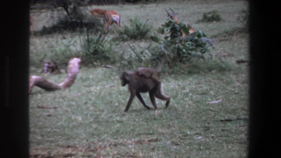 1969 Pretoria home-movie frame with a baboon carrying an infant in front of shrubs and impala partly visible in the background.