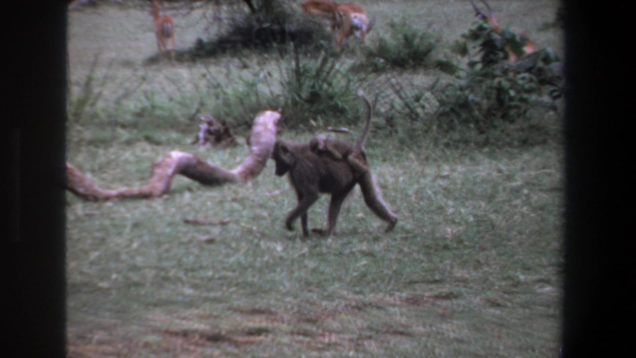 1969 Pretoria 8mm frame showing a baboon carrying an infant across pale grass with shrubs and antelope in the background.