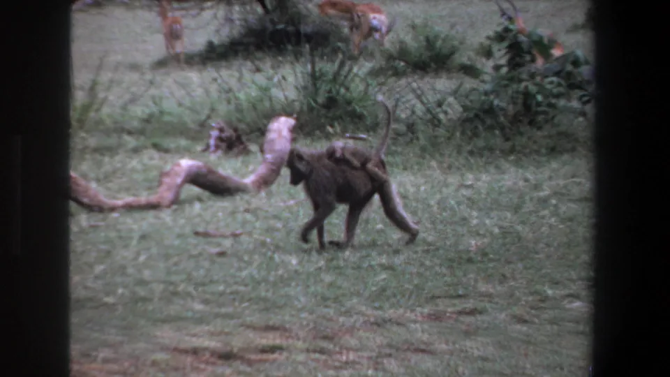 1969 Pretoria 8mm frame showing a baboon carrying an infant across pale grass with shrubs and antelope in the background.