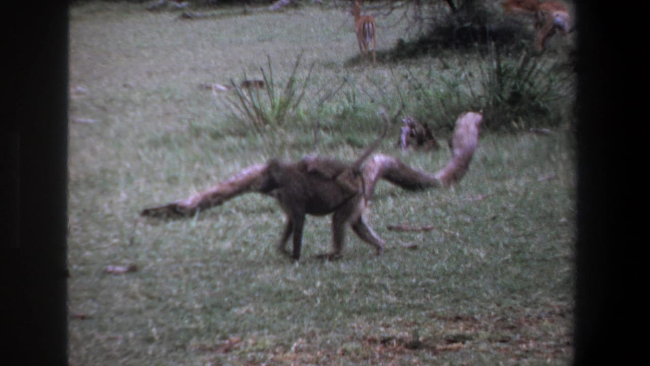 1969 Pretoria home-movie frame of a baboon with an infant clinging to its back, filmed through dark 8mm frame edges.
