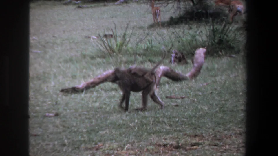 1969 Pretoria home-movie frame of a baboon with an infant clinging to its back, filmed through dark 8mm frame edges.