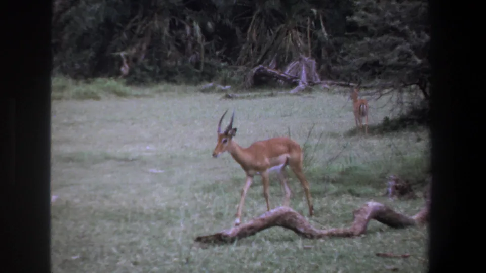 1969 Pretoria 8mm frame showing an antelope near a fallen log, with grass, shrubs, and another antelope in the background.