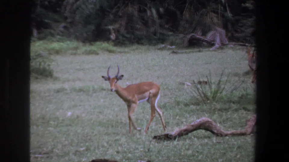 1969 Pretoria home-movie frame of an antelope walking past a fallen log in soft-focus grassland footage.