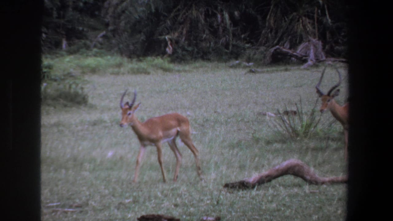 1969 Pretoria 8mm frame showing impalas in a grassy clearing, one with spiraled horns, near dense forest growth.