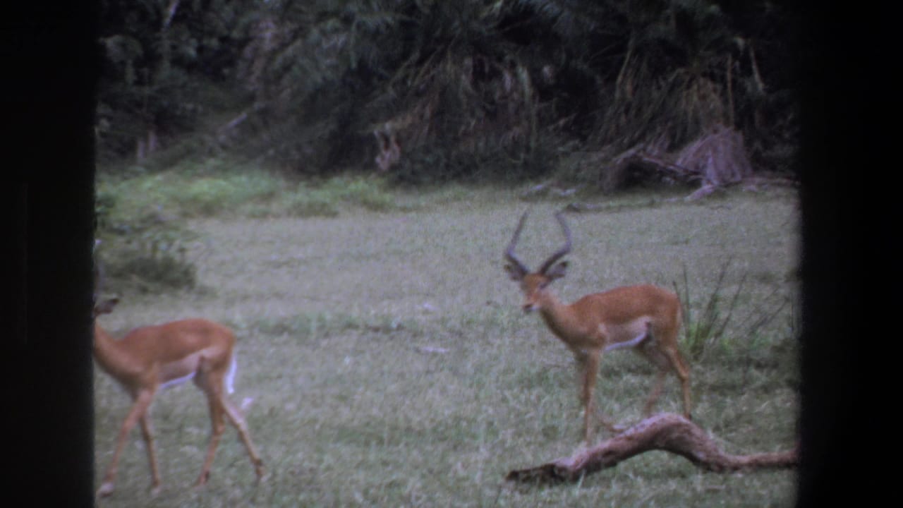 An impala with horns stands at right while another impala grazes at left.