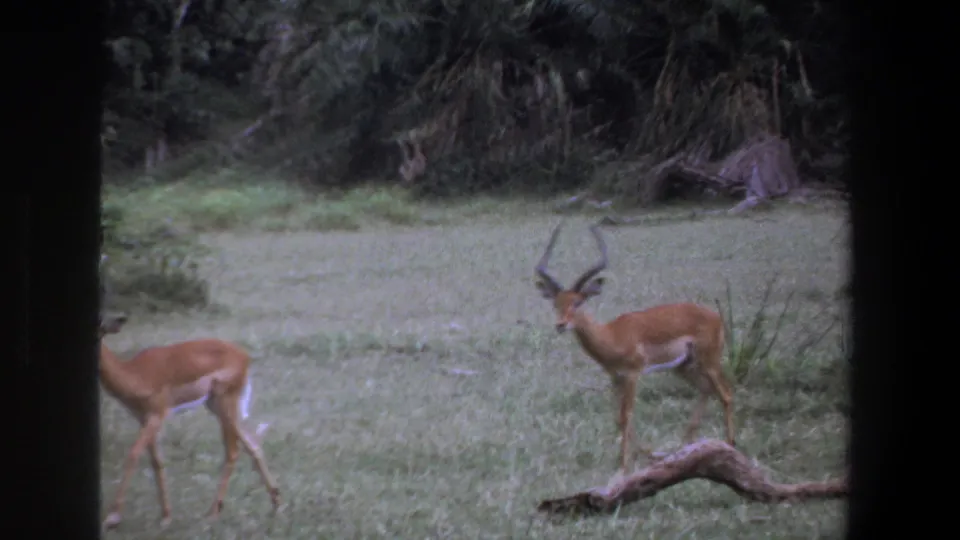 1969 Pretoria home-movie frame with one horned impala standing and another partly visible in a grassy forest clearing.