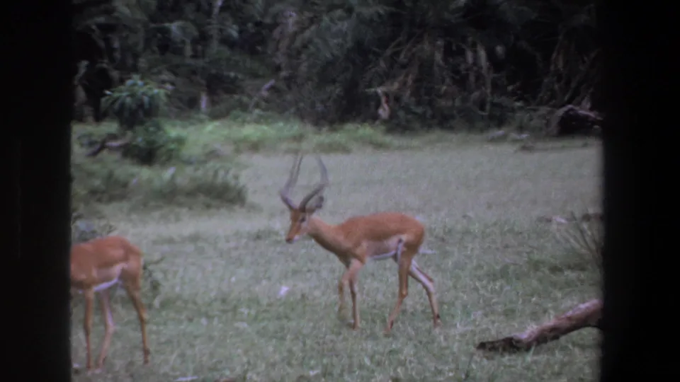 1969 Pretoria 8mm frame showing a horned impala walking slowly through grass with dense trees behind it.