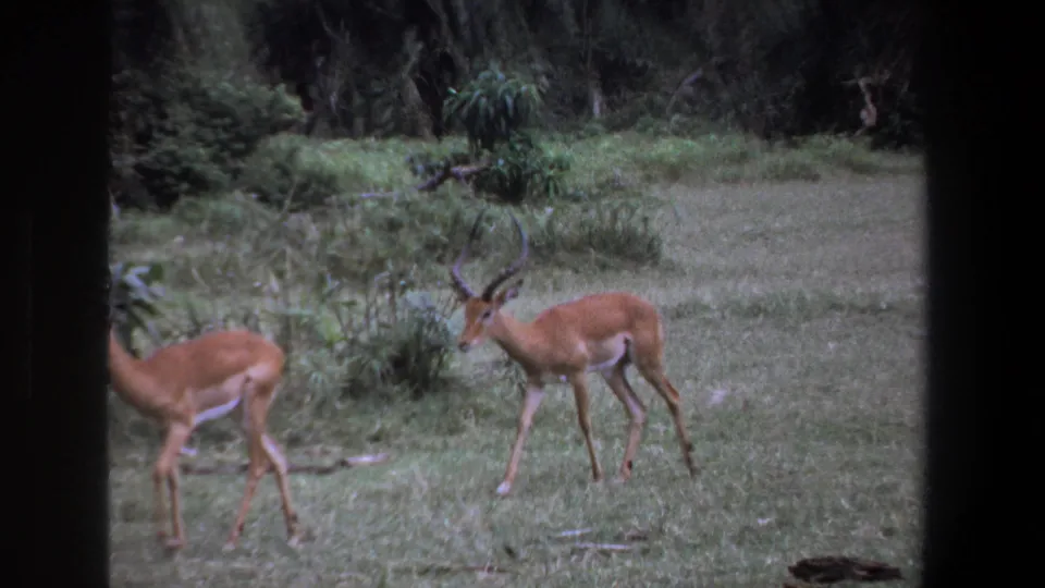1969 Pretoria home-movie frame of a horned impala walking through a grassy clearing with shrubs and dark trees behind.