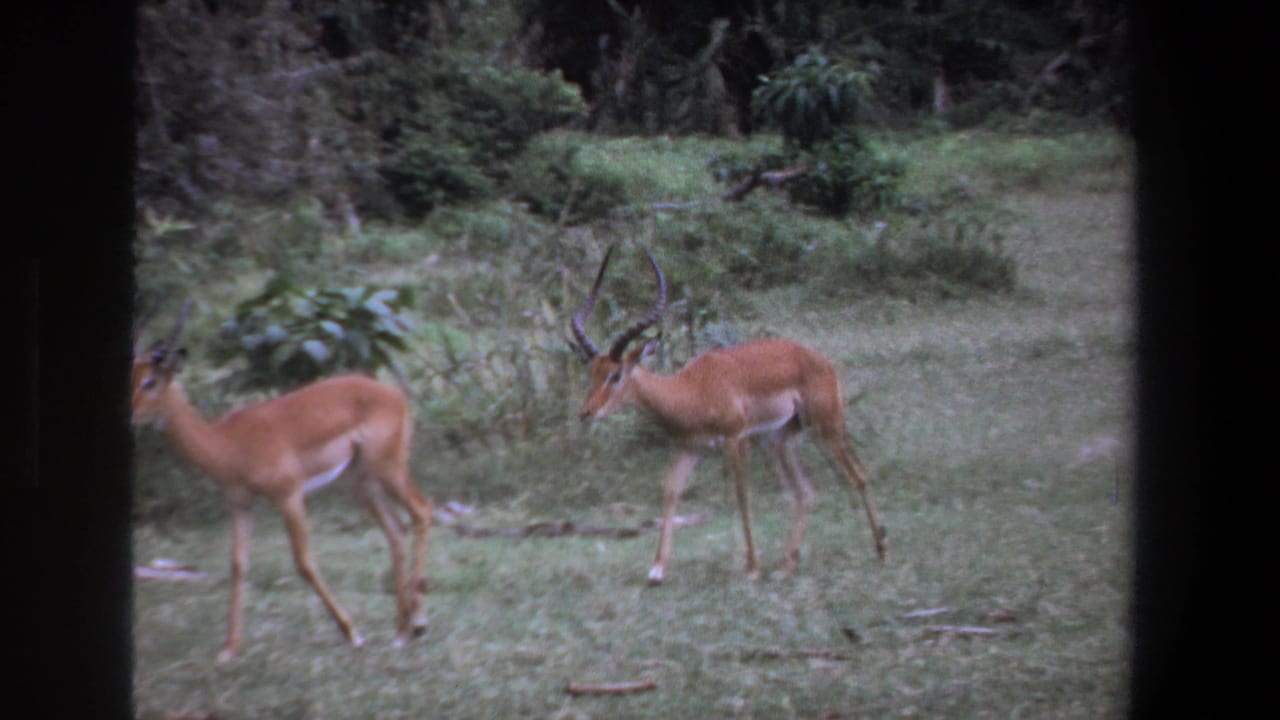 Two impalas stand and move through a grassy clearing with bushes behind them.