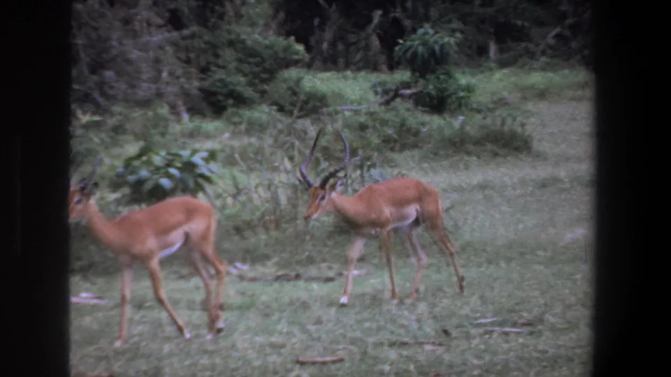 Two impalas in a green clearing near Pretoria, South Africa, one with spiraled horns, seen in 1969 8mm home-movie footage.