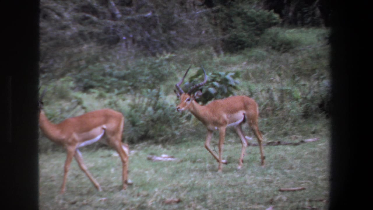 A male impala with spiraled horns follows another impala across a grassy bushland scene in 1969 Pretoria footage.