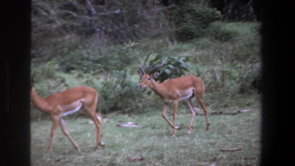 A male impala with spiraled horns follows another impala across a grassy bushland scene in 1969 Pretoria footage.