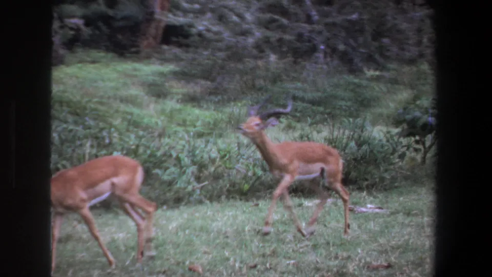 A horned impala runs through a green clearing near Pretoria, with a second impala partly visible at the frame edge.