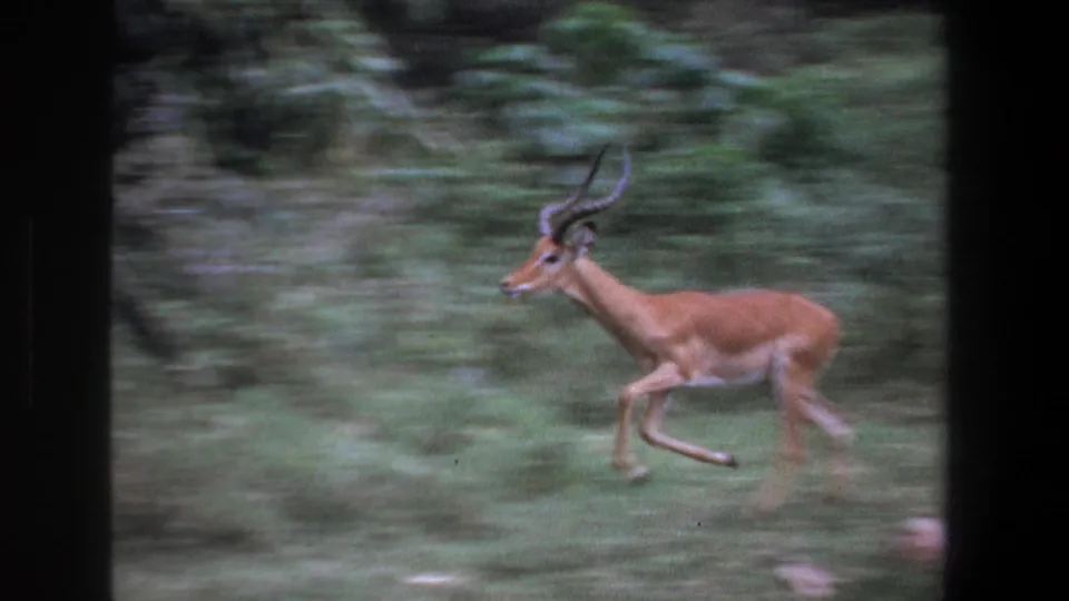 A horned impala runs across the frame in 1969 Pretoria 8mm footage, with green vegetation blurred by camera movement.