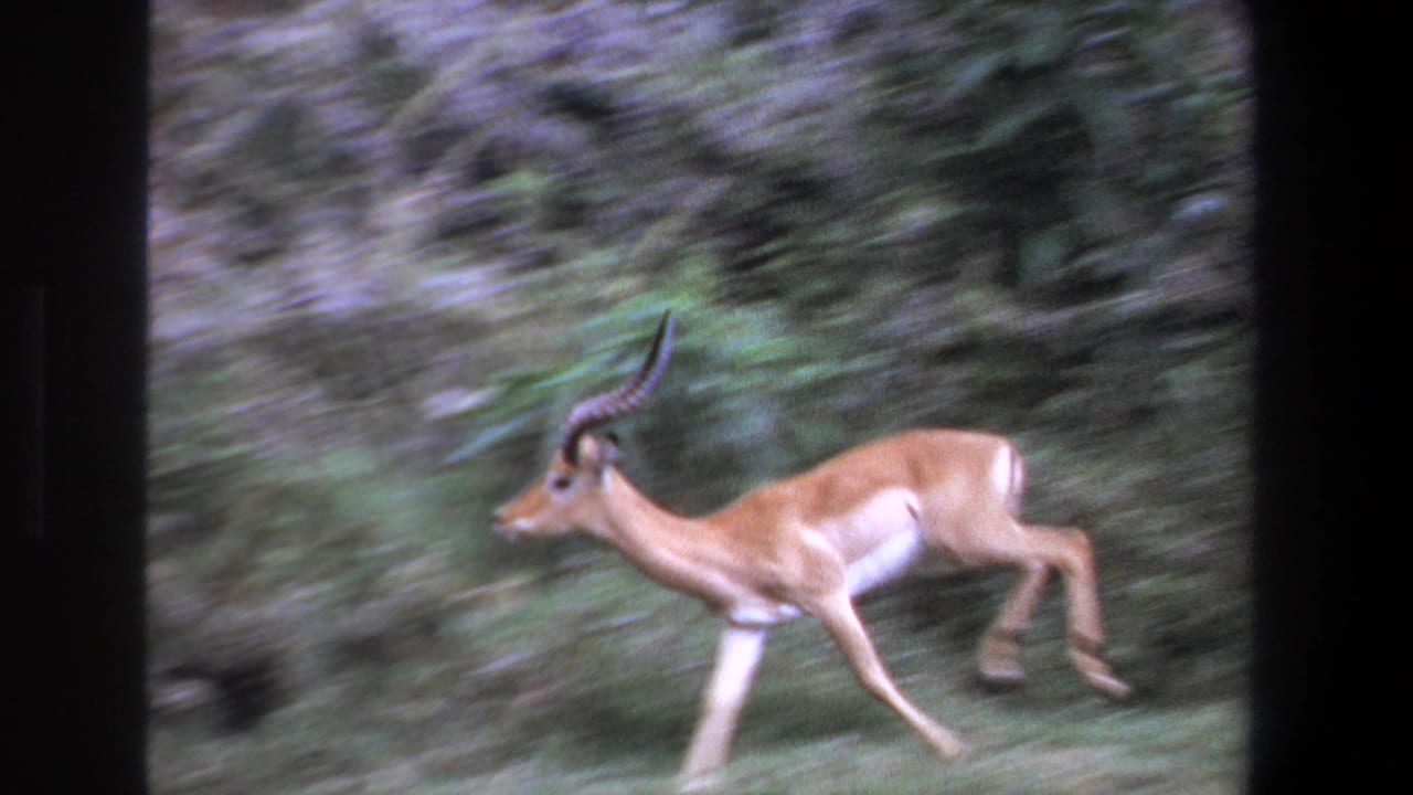 In 1969 Pretoria home-movie footage, a horned impala runs left through dense green vegetation with motion blur and dark film borders.