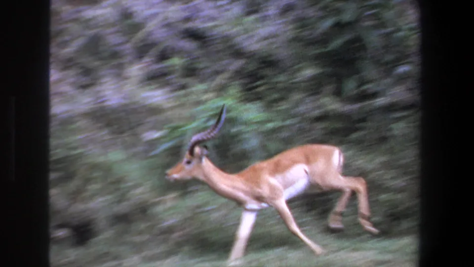 In 1969 Pretoria home-movie footage, a horned impala runs left through dense green vegetation with motion blur and dark film borders.