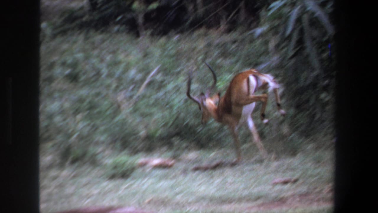 Impala leaping near dense foliage at the edge of a grassy clearing.