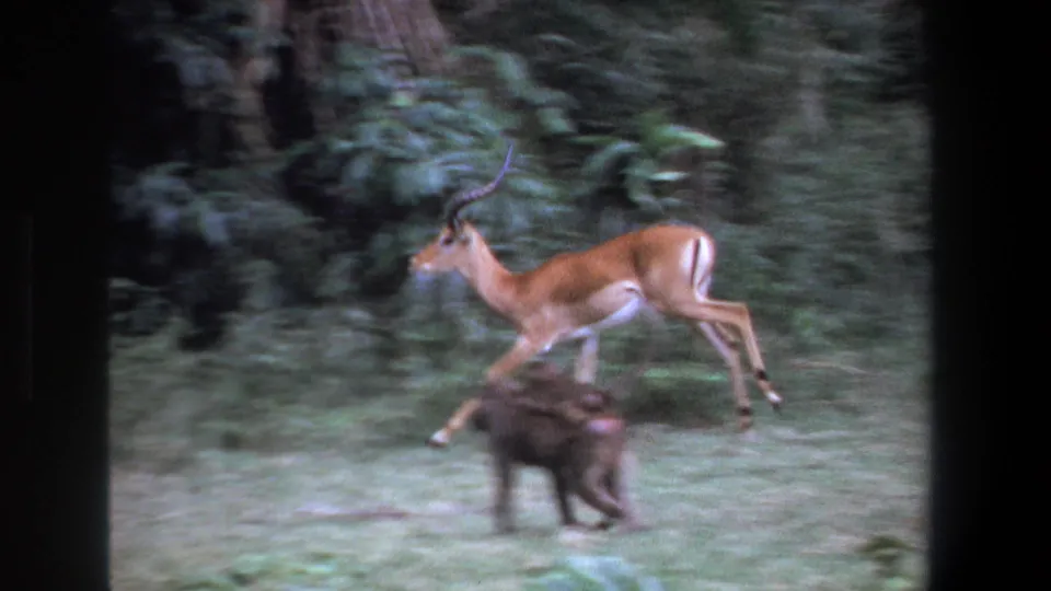 The 1969 Pretoria 8mm frame shows the impala running through trees while a small monkey crosses low in the foreground.