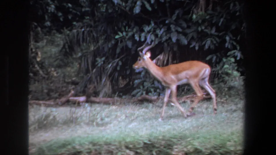 A horned impala slows beside dark leafy vegetation in the Pretoria home-movie footage, framed by soft grain and muted color.