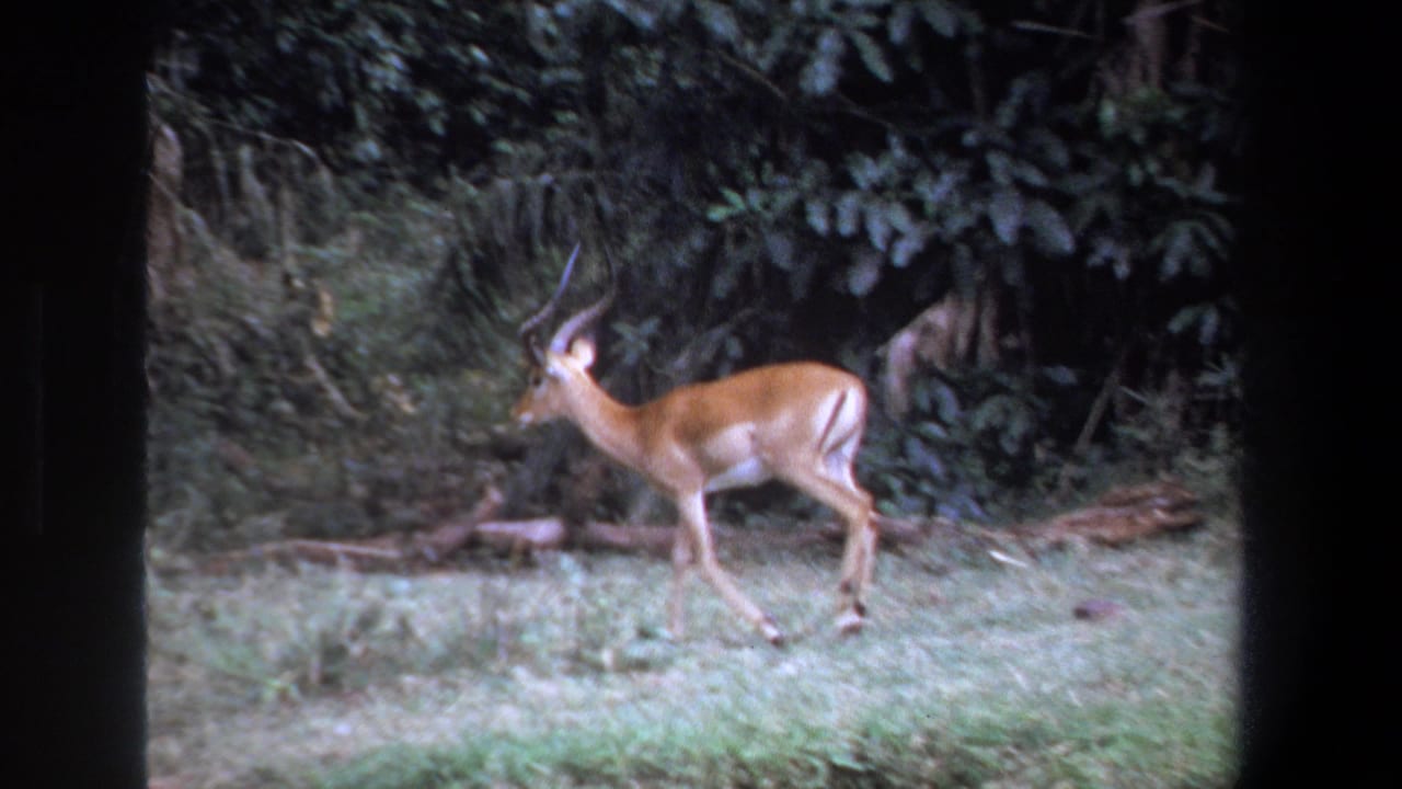 1969 Pretoria 8mm frame showing a horned gazelle walking left through grass with dark foliage behind it.