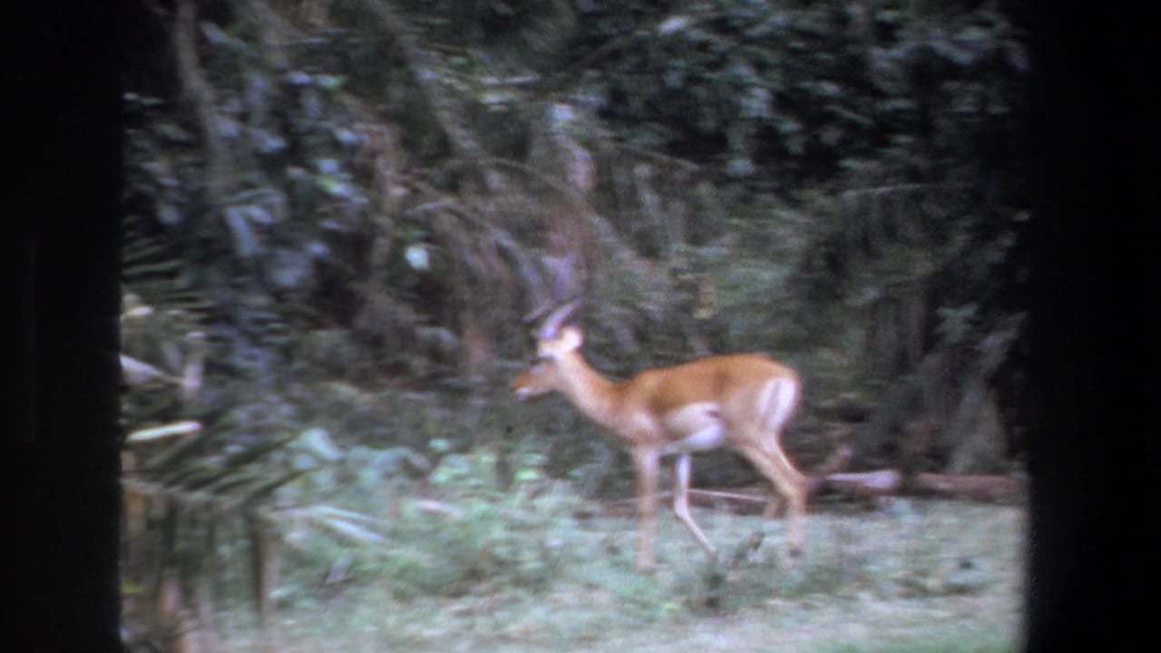 1969 Pretoria home-movie frame with a gazelle paused in grass beside brush and tree cover.