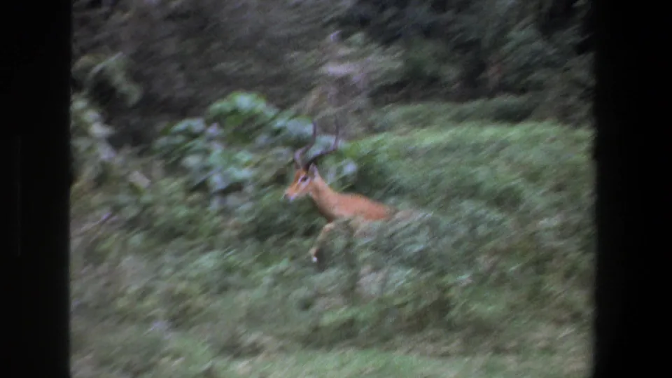 1969 Pretoria 8mm frame showing a gazelle moving through taller grass, partly hidden by vegetation.