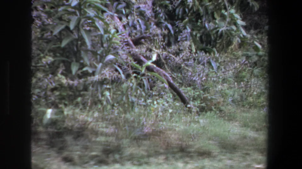 1969 Pretoria 8mm frame showing dense foliage, grass, and fallen branches after the gazelle has moved out of view.
