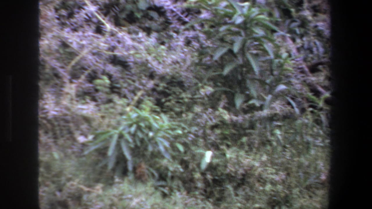 1969 Pretoria home-movie frame showing dense green vegetation and grass, with dark film borders and soft 8mm color texture.