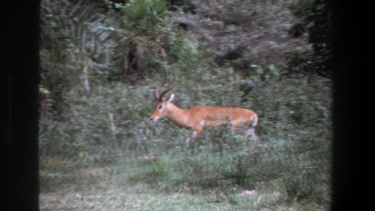 1969 Pretoria frame showing a horned antelope or gazelle in profile near shrubs and grass, captured with soft 8mm home-movie grain.