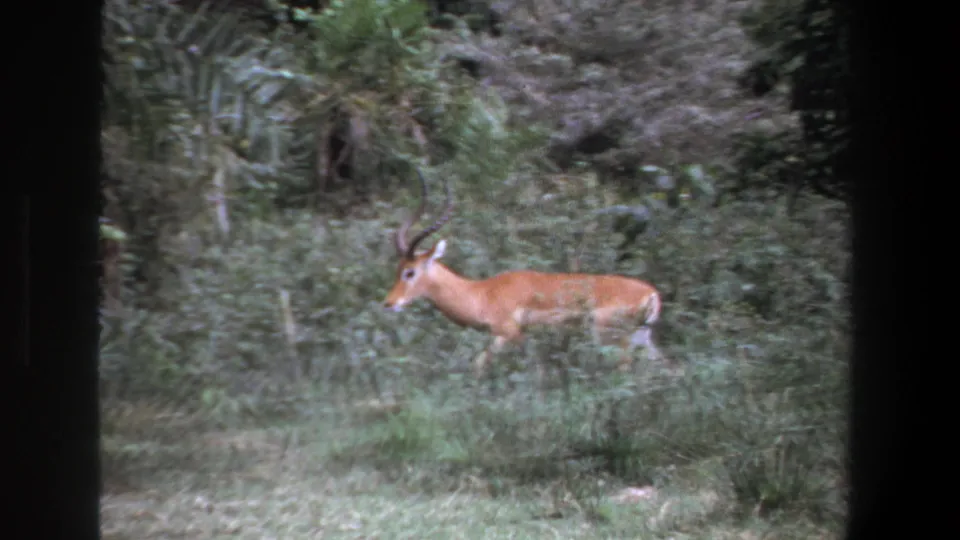 1969 Pretoria frame showing a horned antelope or gazelle in profile near shrubs and grass, captured with soft 8mm home-movie grain.