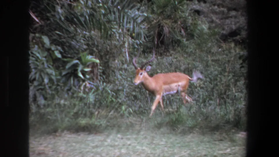 1969 Pretoria home-movie frame showing a horned antelope walking through a grassy clearing with dense shrubs behind it.