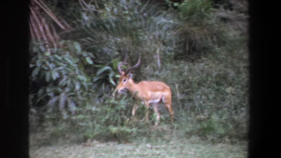 1969 Pretoria frame showing a horned antelope moving through grass near dense green vegetation, with handheld 8mm framing.