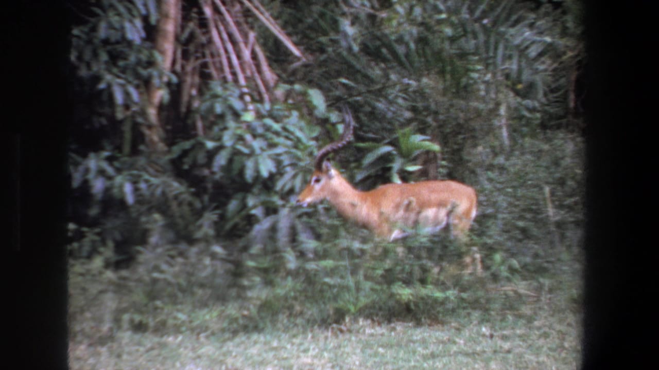 A horned antelope walks left through grass beside dense vegetation in 1969 Pretoria 8mm footage.