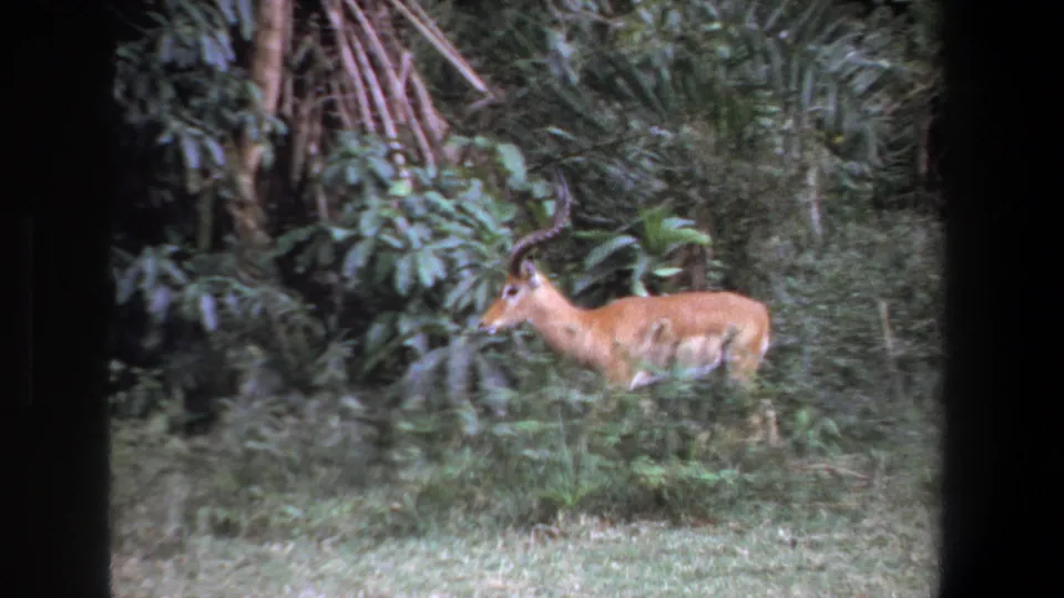 A horned antelope walks left through grass beside dense vegetation in 1969 Pretoria 8mm footage.