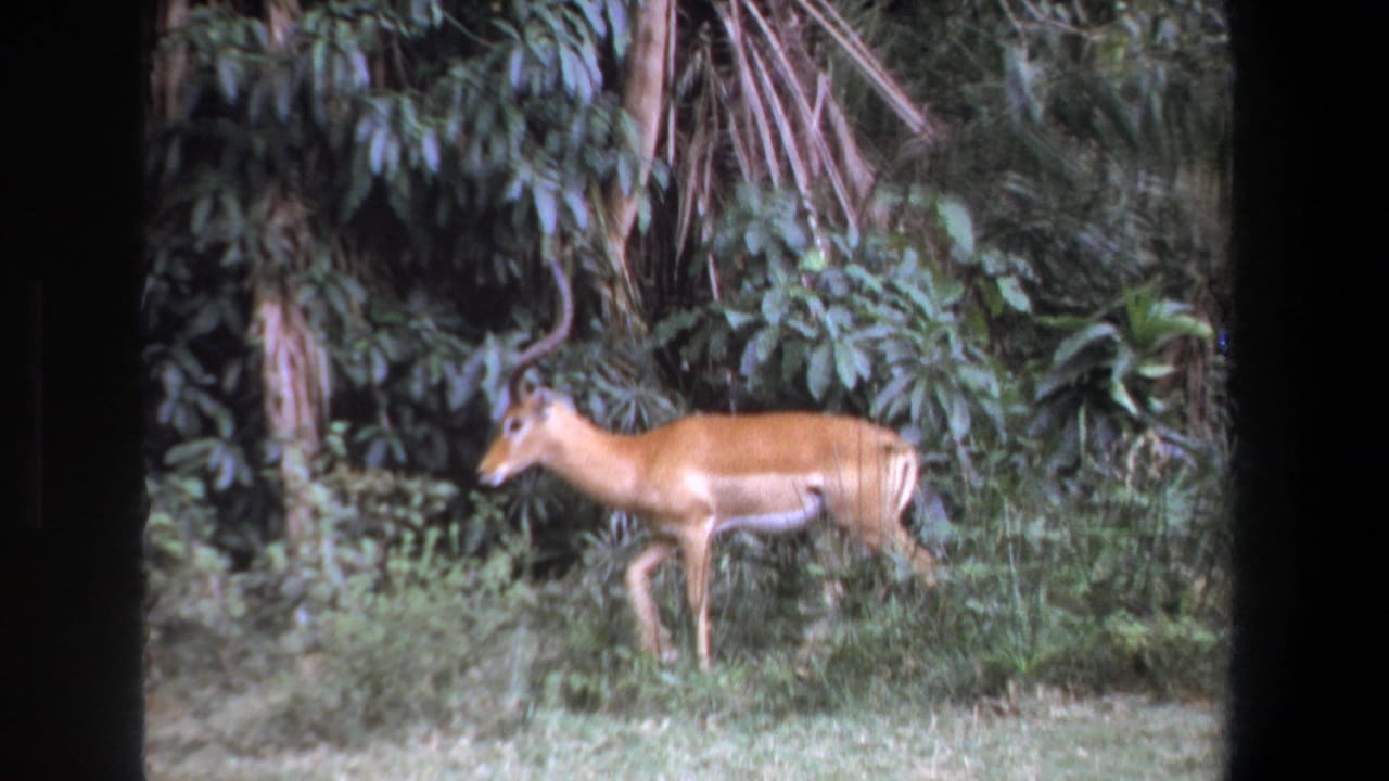 Antelope in profile stepping past dense green foliage.