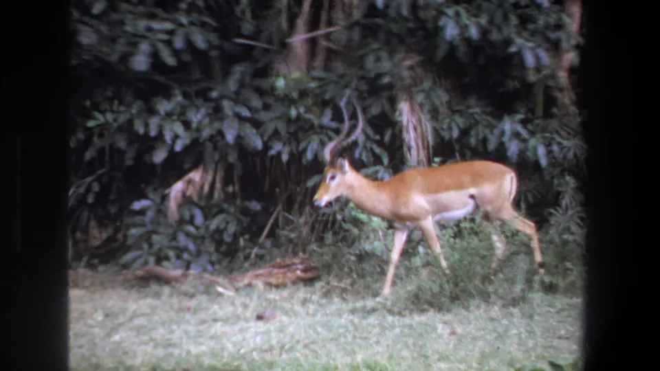 A horned antelope continues through grass near fallen wood, filmed from a steady home-movie viewpoint.