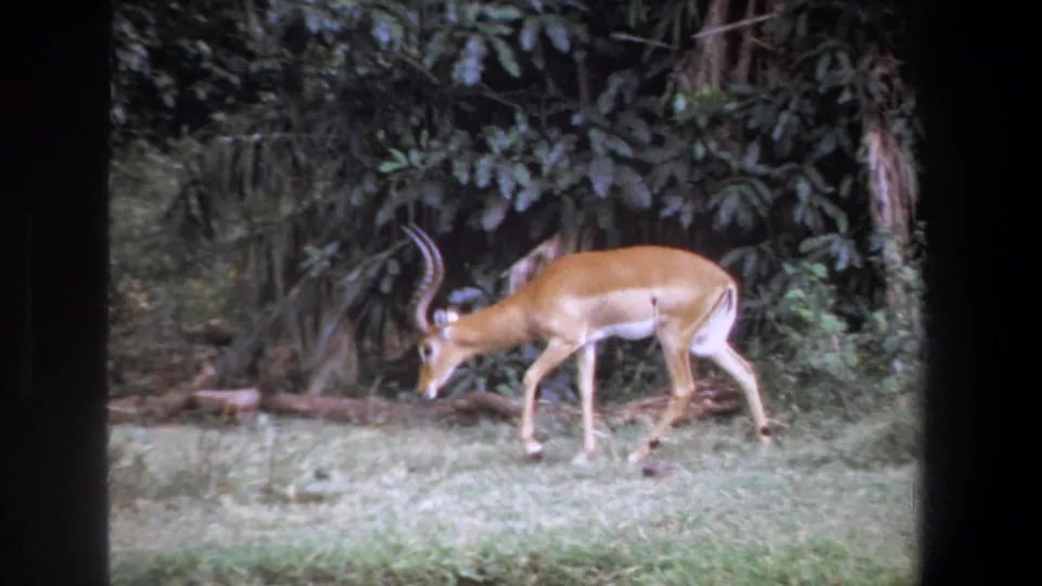The antelope lowers its head close to the grass as it moves beside dense trees in the Pretoria wildlife scene.