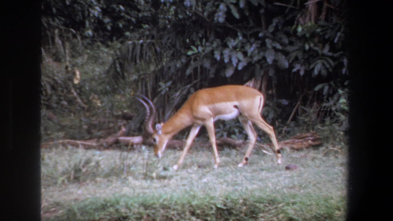 In 1969 Pretoria footage, a horned antelope grazes near fallen branches at the edge of dense green woodland.