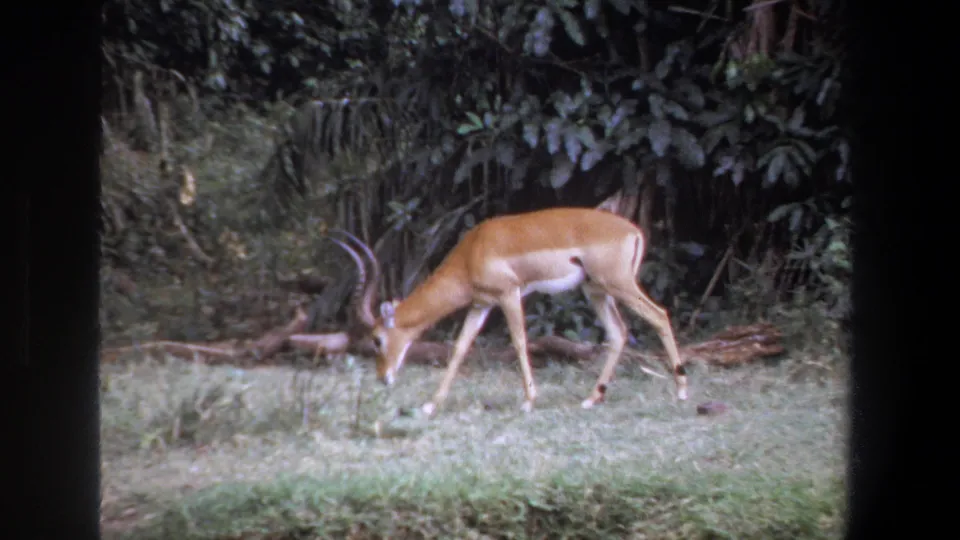 In 1969 Pretoria footage, a horned antelope grazes near fallen branches at the edge of dense green woodland.