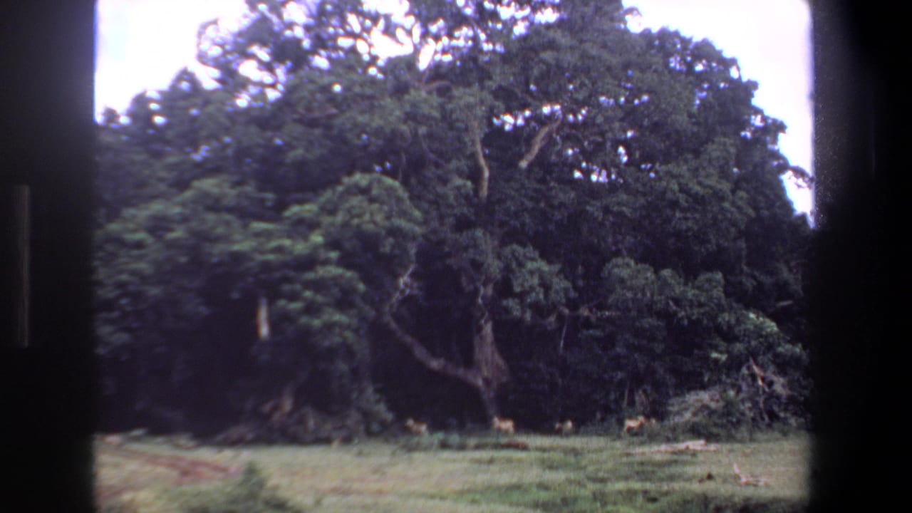 Wide treeline view with small antelope shapes near the forest edge.