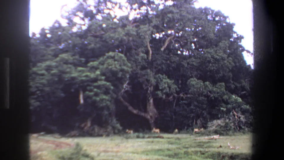 The 8mm frame holds on the Pretoria treeline, with grass in the foreground and small antelope forms near the shaded woodland.