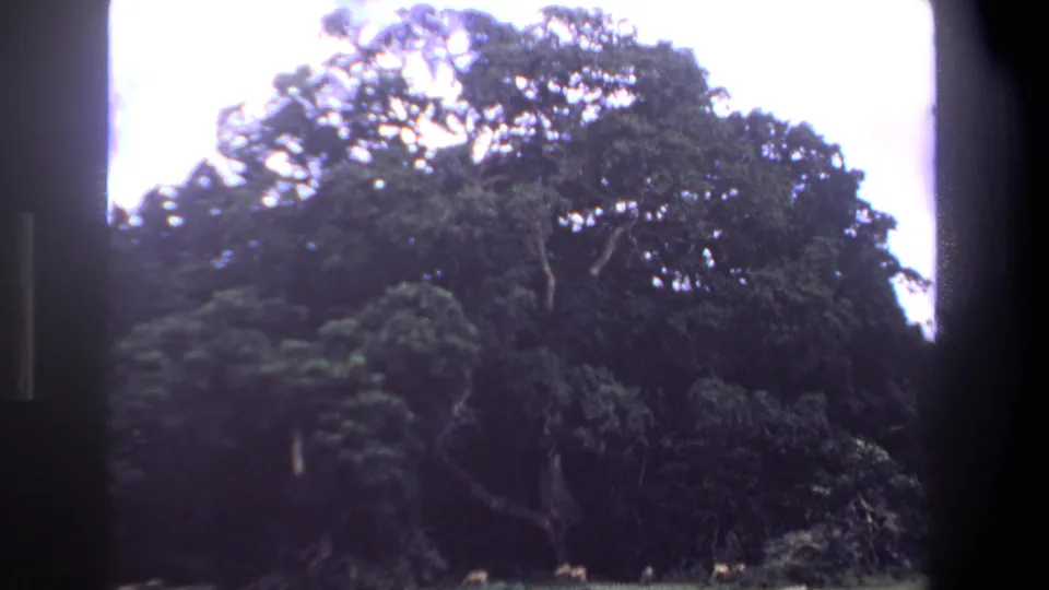 A darker 1969 Pretoria frame shows a forest-edge clearing, with small antelope-like animals barely visible near the trees.