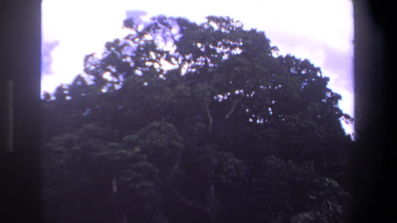 1969 Pretoria 8mm frame showing a dense tree canopy and dark wooded edge beneath an overexposed sky.