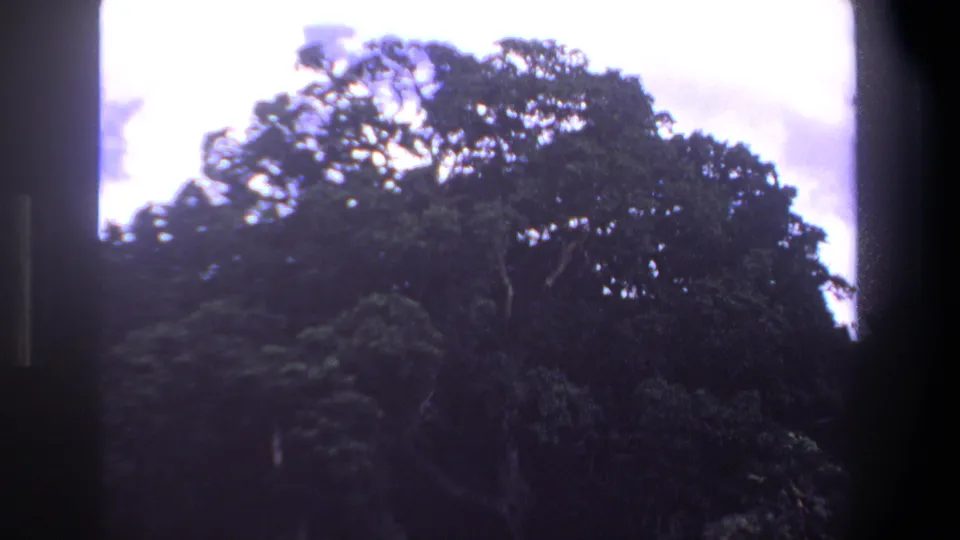 1969 Pretoria 8mm frame showing a dense tree canopy and dark wooded edge beneath an overexposed sky.
