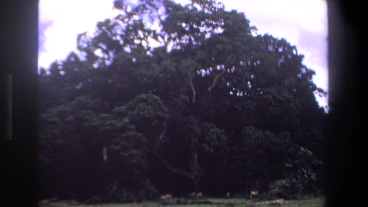Pretoria 1969 home-movie frame with a broad tree, shaded undergrowth, and grass at the lower edge.