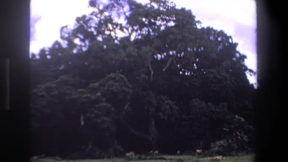 Pretoria 1969 home-movie frame with a broad tree, shaded undergrowth, and grass at the lower edge.