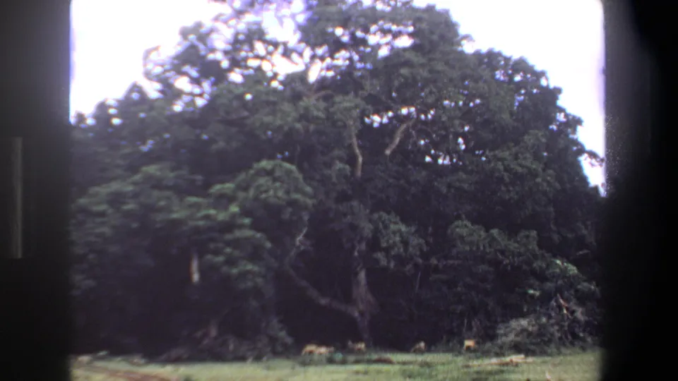 1969 Pretoria 8mm frame showing several small mammals grazing in the grass below a large tree.