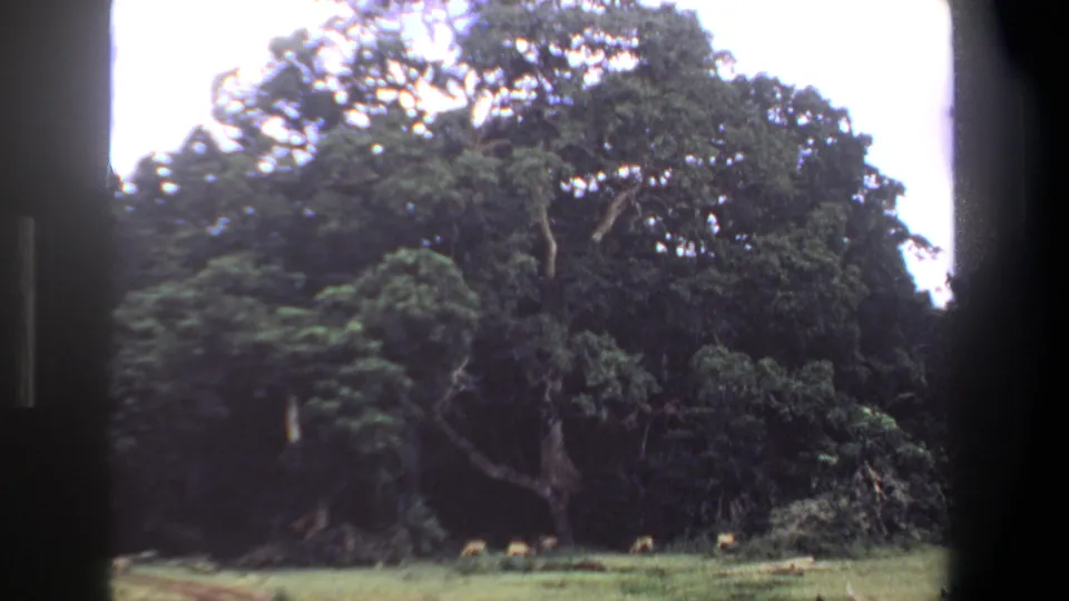 Pretoria 1969 home-movie frame with small mammals grazing under dense trees at the edge of a field.